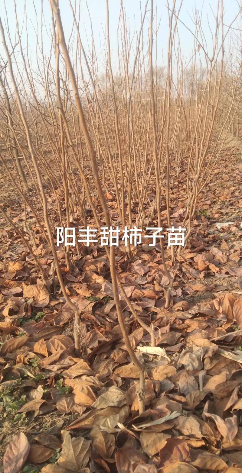 柿子树苗哪里买最靠谱?选购指南与种植要点 柿子树苗哪里买最靠谱?选购指南与种植要点