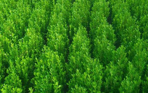 小叶黄杨苗价格：规格、产地、密植方案全解析