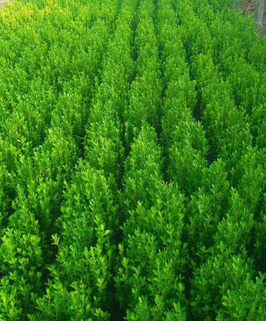 小叶黄杨苗价格：规格、产地、密植方案全解析