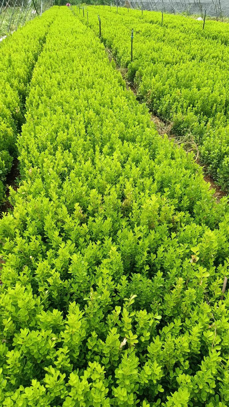 小叶黄杨苗价格:规格、产地、密植方案全解析 常见问题解答(FAQ)