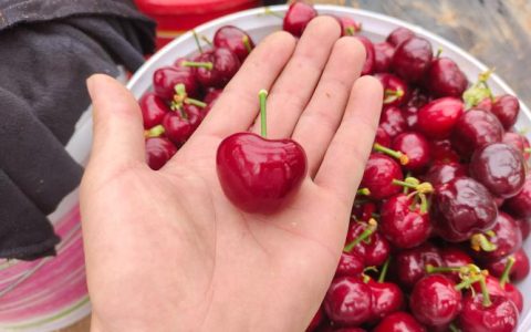 樱桃里几乎都有虫子吗？果蝇与虫害防治全攻略