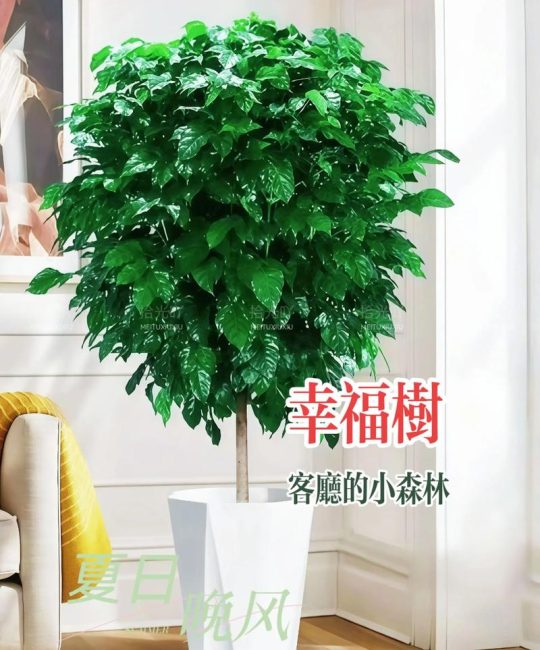 幸福树是四季常青的吗？数据解读其越冬与度夏的真相