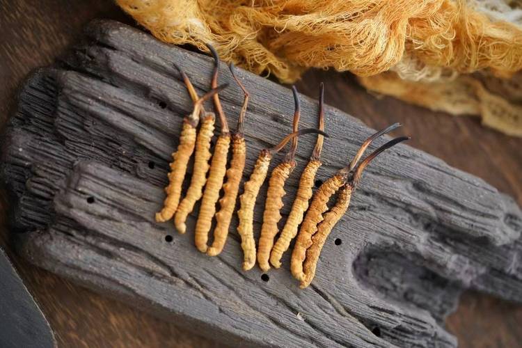 福州哪里卖冬虫夏草?先别急着问店名,先查这5项 三、看规格:所有参数都要可量化