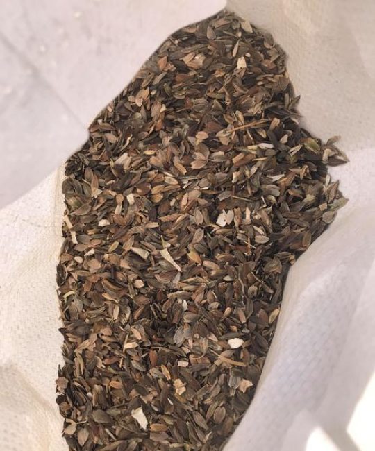 格桑花种子采购指南：如何科学筛选渠道与规避品种陷阱