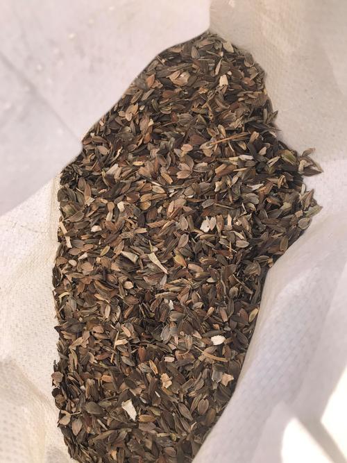 格桑花种子采购指南:如何科学筛选渠道与规避品种陷阱 格桑花种子采购指南:如何科学筛选渠道与规避品种陷阱