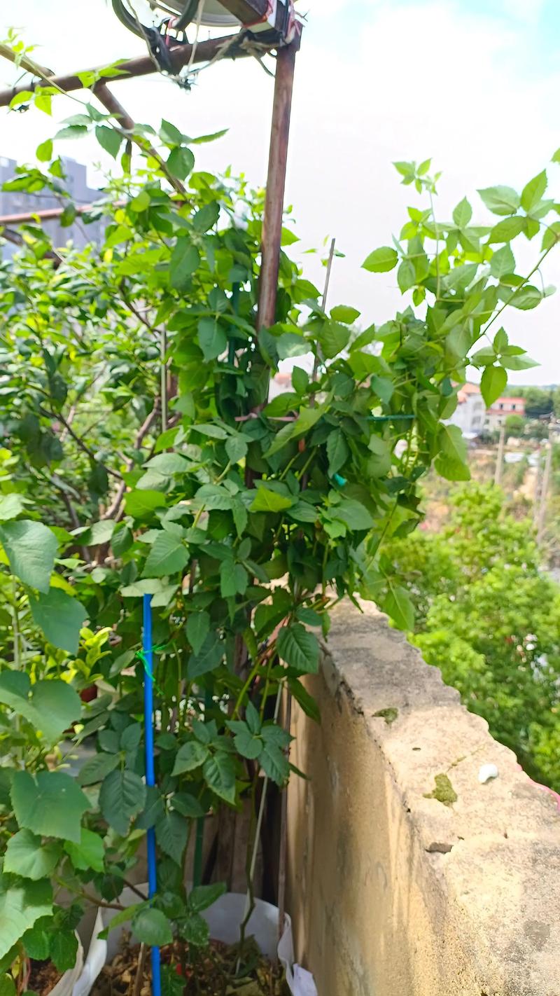 黑莓苗多少钱一棵?2025年价格参考与五大影响因素解析 季节:春秋选购最划算