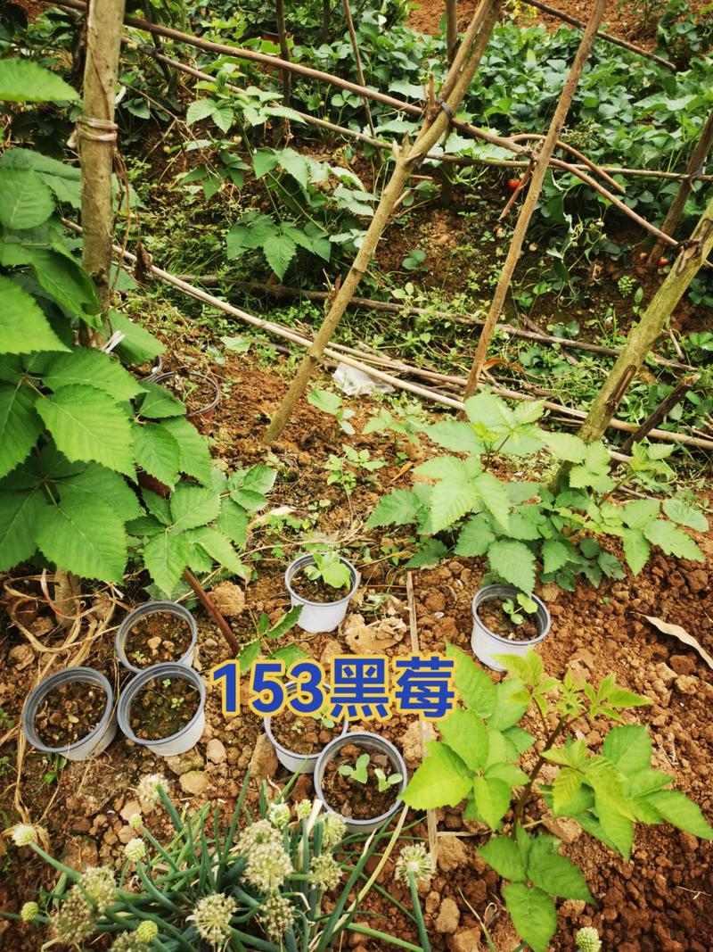 黑莓苗多少钱一棵?2025年价格参考与五大影响因素解析 数量:批发与零售价差最高达50%