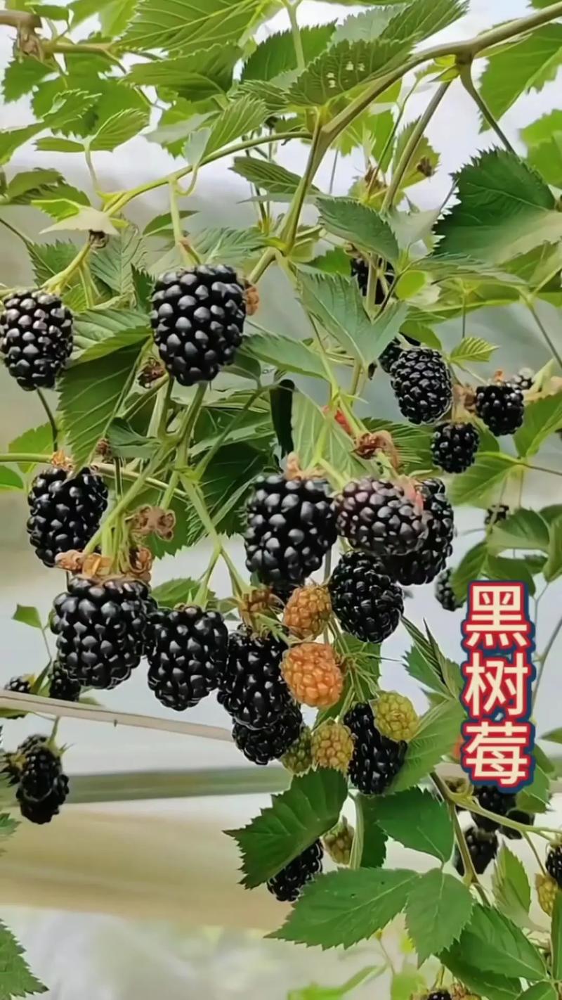 黑莓苗多少钱一棵?2025年价格参考与五大影响因素解析 常见问题(FAQ)
