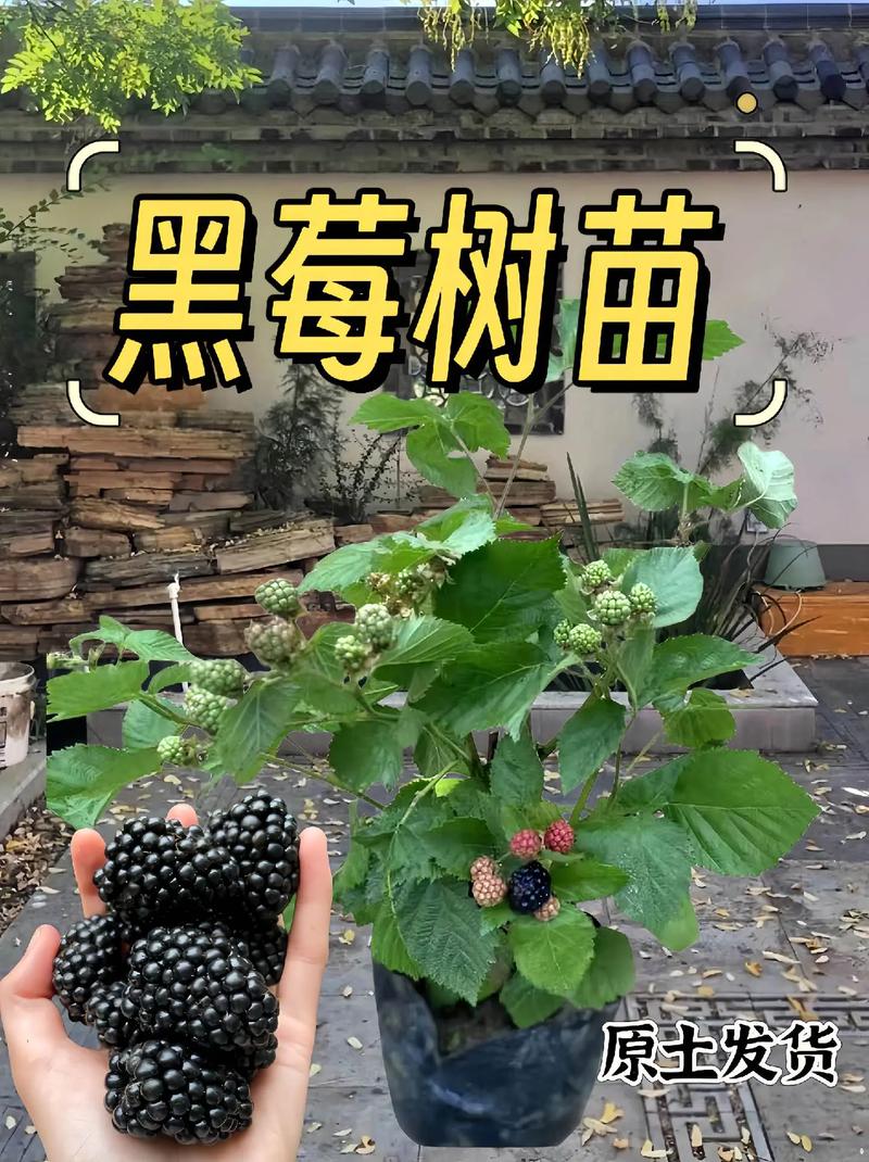 黑莓苗多少钱一棵?2025年价格参考与五大影响因素解析 咨询指南