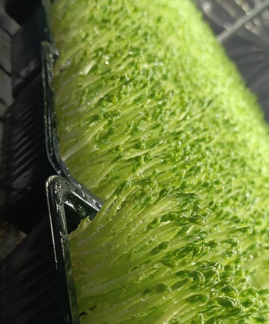 芽苗菜多少钱一斤？价格背后的秘密与家庭种植指南