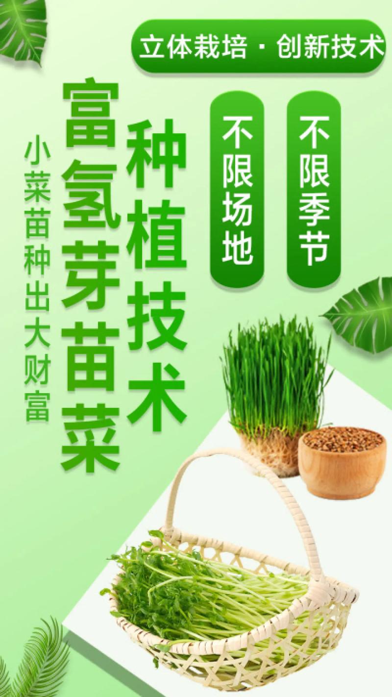 芽苗菜多少钱一斤?价格背后的秘密与家庭种植指南 二、为什么越来越多人选择自己种芽苗菜?