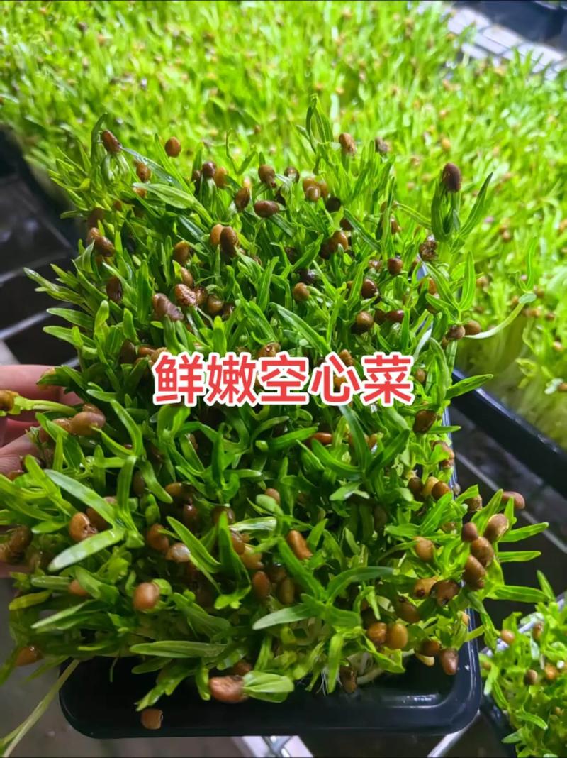 芽苗菜多少钱一斤?价格背后的秘密与家庭种植指南 四、芽苗菜的市场前景与健康价值