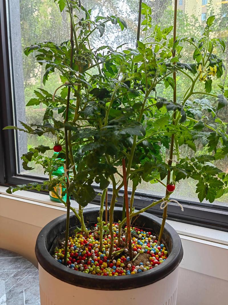 种小番茄用什么盆?选对花盆,丰收一半 三、关键细节:排水和垫底不能忽略