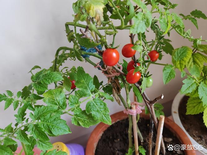种小番茄用什么盆?选对花盆,丰收一半 四、特殊场景:阳台党与露台党推荐方案