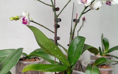 蝴蝶兰换盆后怎么浇水？科学养护全指南