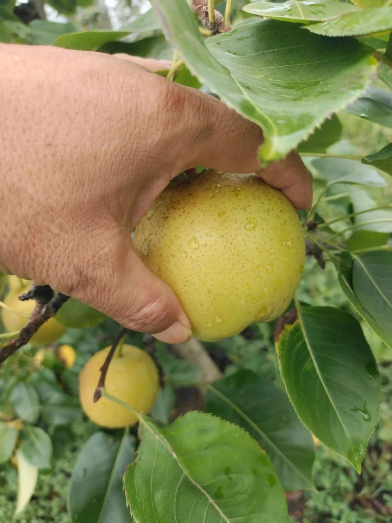 黄花梨水果多少钱一斤 季节因素:上市时间影响供需关系