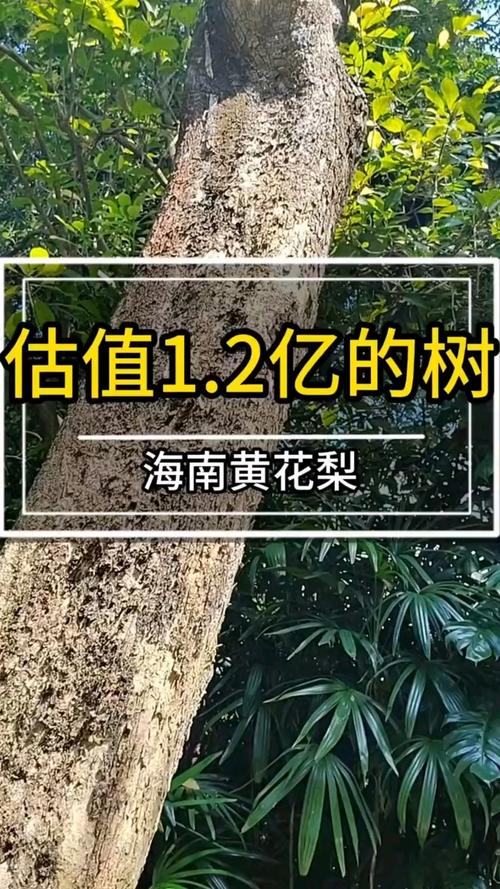 黄花梨水果多少钱一斤 运输因素:物流成本占比10%-30%