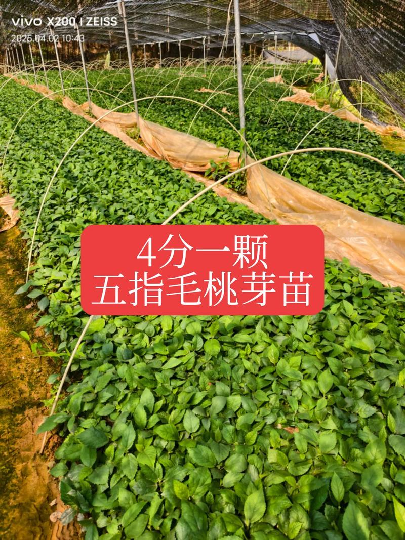 哪里能买到正宗桃树苗?科学采购渠道与品种选择全指南 优质桃树品种推荐:适配不同地区与种植目标