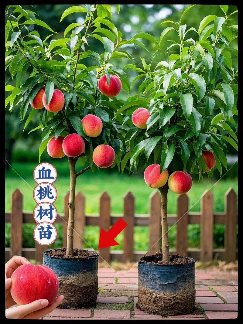 哪里能买到正宗桃树苗?科学采购渠道与品种选择全指南 总结与验证:首次试单策略