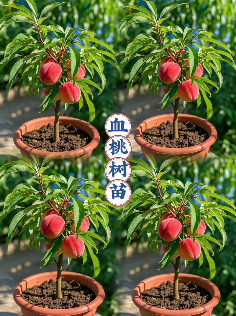 哪里能买到正宗桃树苗?科学采购渠道与品种选择全指南 桃树苗采购质量判断:一看嫁接口、二看根系、三看苗龄