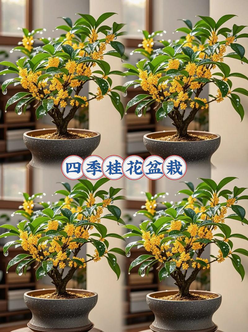 怎样养桂花树应该注意一些什么?5个关键点一次说清 2. 光照:喜光但怕暴晒,春秋全日照最佳