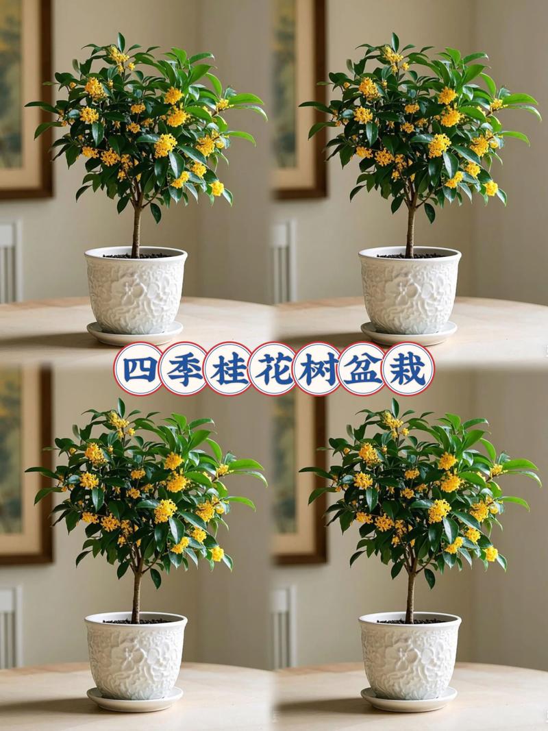 怎样养桂花树应该注意一些什么?5个关键点一次说清 3. 浇水:见干见湿,宁干勿涝