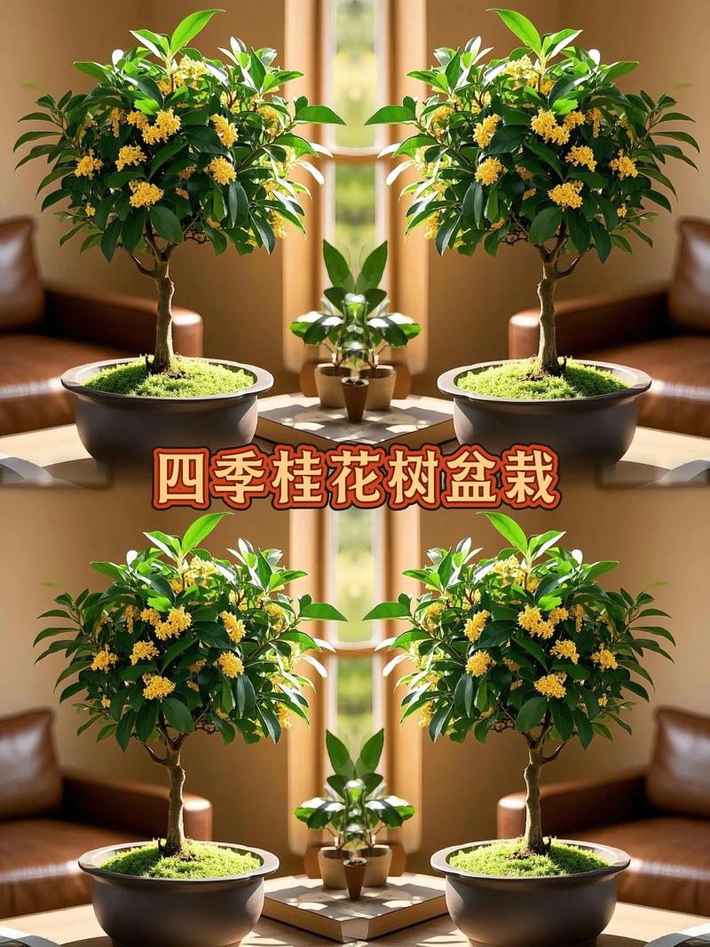 怎样养桂花树应该注意一些什么?5个关键点一次说清 5. 修剪与防寒:轻剪促花,越冬保暖
