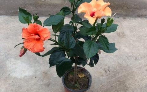 木槿花盆栽好养吗？科学养护指南与常见问题解答