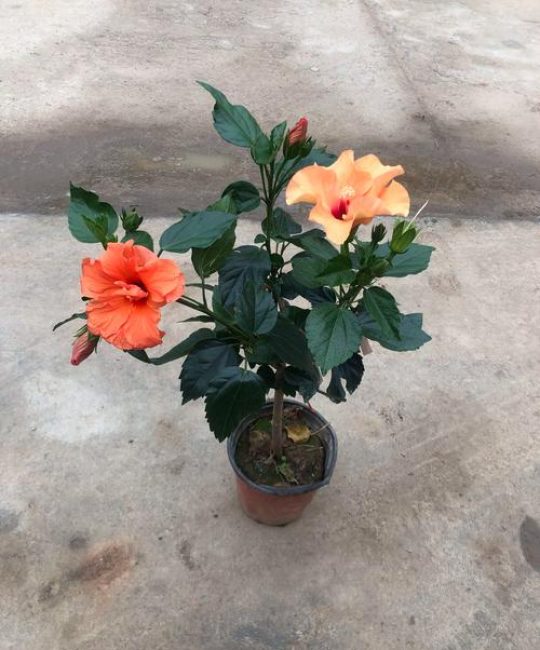 木槿花盆栽好养吗？科学养护指南与常见问题解答