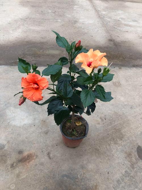 木槿花盆栽好养吗?科学养护指南与常见问题解答 木槿花盆栽好养吗?科学养护指南与常见问题解答