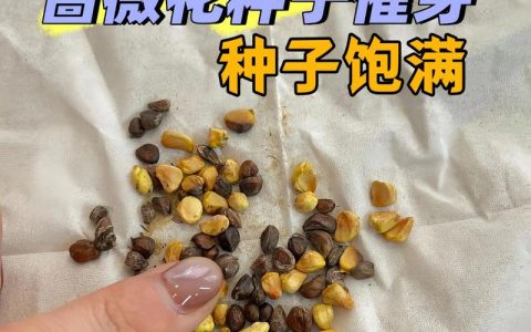 蔷薇种子的种植方法和时间：从播种到开花的全攻略