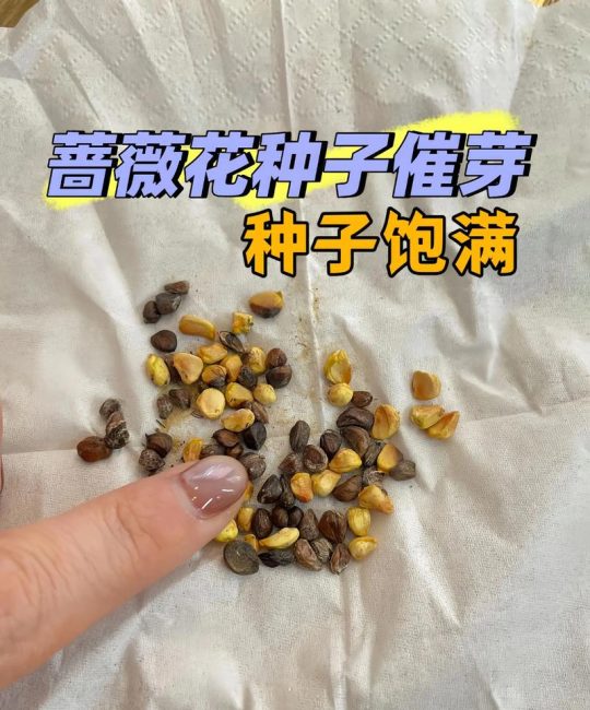 蔷薇种子的种植方法和时间：从播种到开花的全攻略