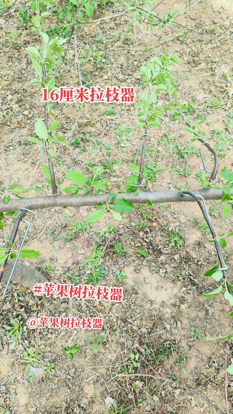 果树拉枝器多少钱一个 规格决定基础价位