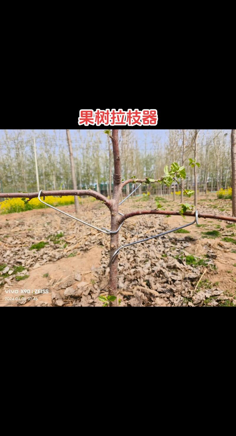 果树拉枝器多少钱一个 产地影响出厂成本