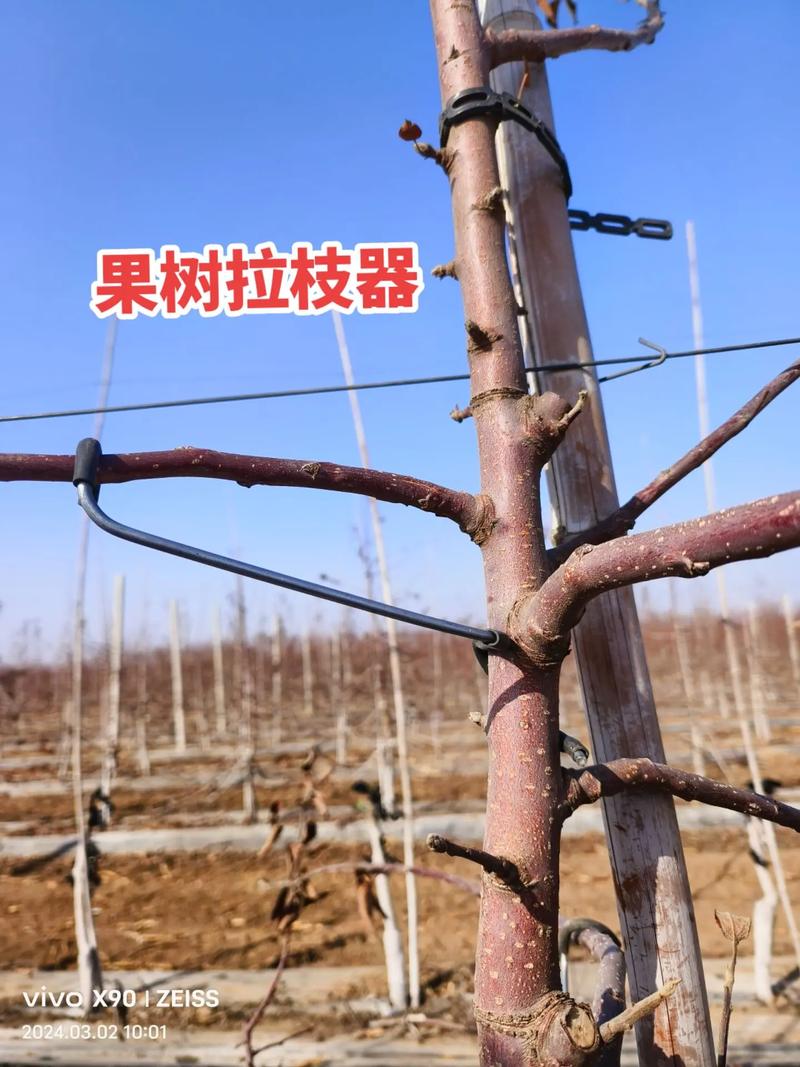 果树拉枝器多少钱一个 采购咨询指南
