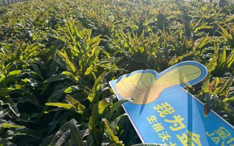 家庭园艺追肥指南：如何选择与使用肥料，让植物茁壮成长