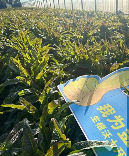 家庭园艺追肥指南：如何选择与使用肥料，让植物茁壮成长