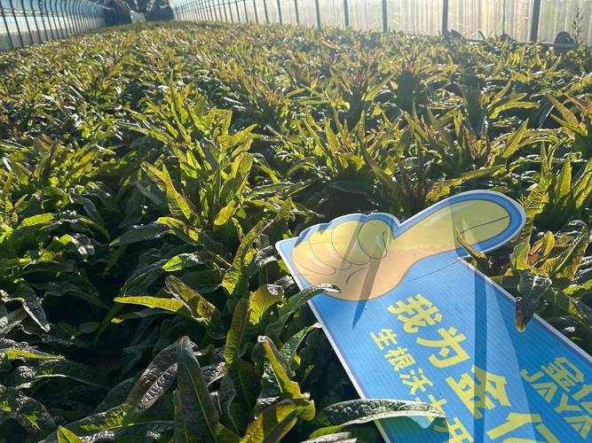 家庭园艺追肥指南:如何选择与使用肥料,让植物茁壮成长 家庭园艺追肥指南:如何选择与使用肥料,让植物茁壮成长