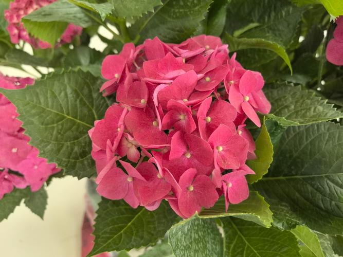 绣球花是一年生还是多年生?家庭盆栽与地栽全攻略 绣球花是一年生还是多年生?家庭盆栽与地栽全攻略