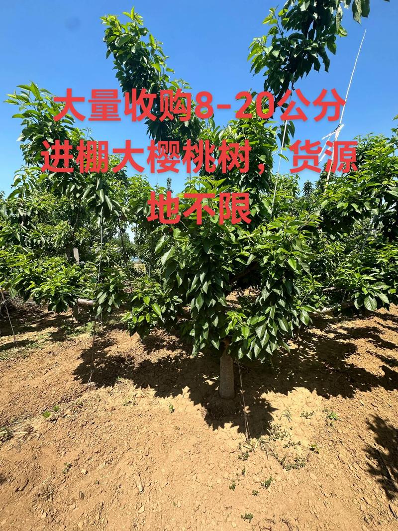 4一5年大樱桃树多少钱一棵?2026年最新价格参考与采购指南 因素二:产地与物流成本占比