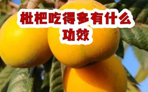 枇杷吃了有什么好处？营养、药用价值与食用禁忌全指南