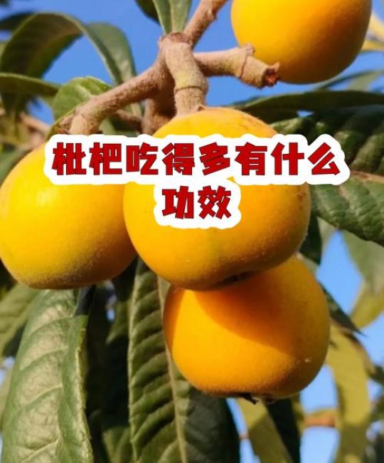 枇杷吃了有什么好处？营养、药用价值与食用禁忌全指南