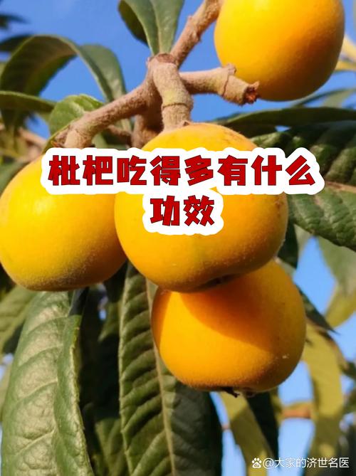 枇杷吃了有什么好处?营养、药用价值与食用禁忌全指南 枇杷吃了有什么好处?营养、药用价值与食用禁忌全指南