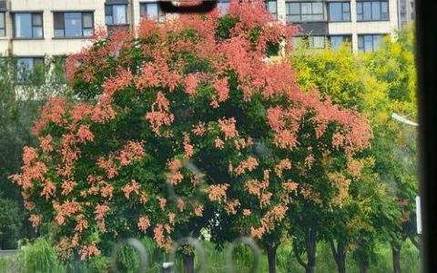 顺德路边的树是什么树？——揭秘华南地区常见行道树