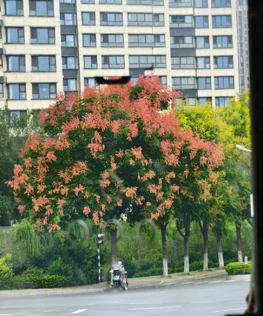 顺德路边的树是什么树？——揭秘华南地区常见行道树
