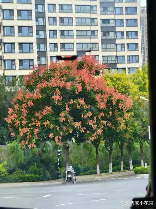 顺德路边的树是什么树?——揭秘华南地区常见行道树 顺德路边的树是什么树