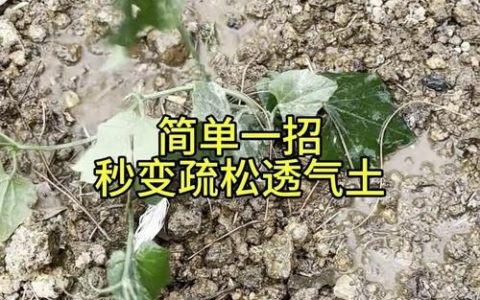 板结的土壤怎么变松？家庭园艺改良全攻略