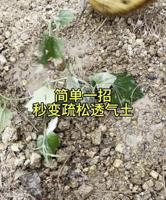 板结的土壤怎么变松？家庭园艺改良全攻略