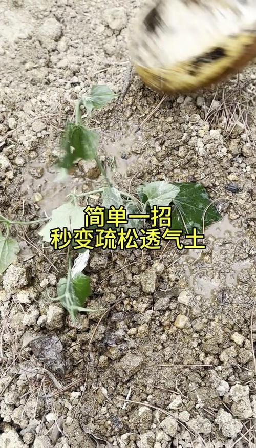 板结的土壤怎么变松?家庭园艺改良全攻略 板结的土壤怎么变松?家庭园艺改良全攻略