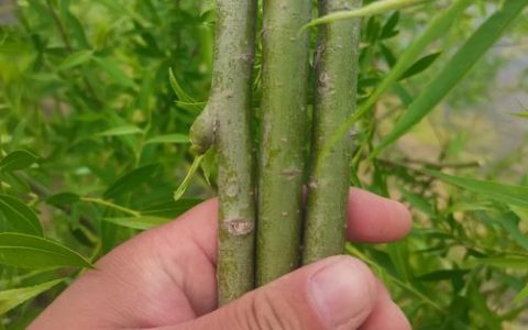 柳树枝条扦插种植全攻略：从选条到成活的每一步操作指南